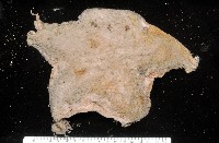 未知種薄膜海星藏品圖，第7張