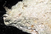 未知種薄膜海星藏品圖，第8張