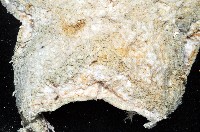 未知種薄膜海星藏品圖，第9張