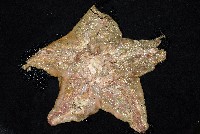 未知種薄膜海星藏品圖，第10張