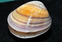 環文蛤藏品圖，第6張