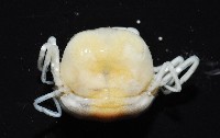 中華蚶豆蟹藏品圖，第4張