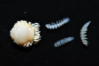 中華淺鰓虱藏品圖，第3張