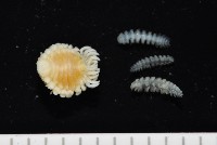 中華淺鰓虱藏品圖，第6張