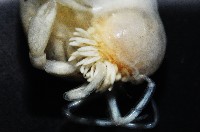 中華淺鰓虱藏品圖，第10張