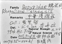 中華淺鰓虱藏品圖，第12張