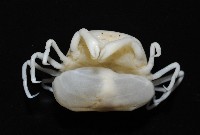 中華蚶豆蟹藏品圖，第2張