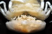 中華蚶豆蟹藏品圖，第5張