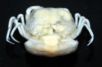 中華蚶豆蟹藏品圖，第6張
