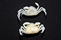 中華蚶豆蟹藏品圖，第7張