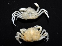 中華蚶豆蟹藏品圖，第8張