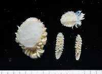 中華淺鰓虱藏品圖，第1張