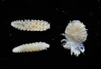 中華淺鰓虱藏品圖，第2張
