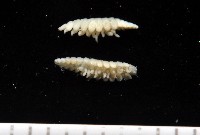 中華淺鰓虱藏品圖，第3張