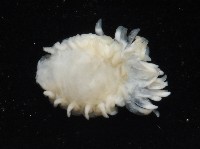 中華淺鰓虱藏品圖，第4張