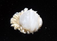 中華淺鰓虱藏品圖，第5張