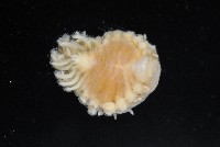 中華淺鰓虱藏品圖，第6張
