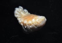 中華淺鰓虱藏品圖，第7張