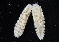 中華淺鰓虱藏品圖，第8張