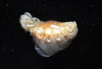 中華淺鰓虱藏品圖，第9張