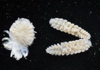 中華淺鰓虱藏品圖，第10張