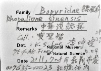 中華淺鰓虱藏品圖，第12張