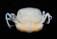 中華蚶豆蟹藏品圖，第2張