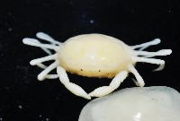 中華蚶豆蟹藏品圖，第3張