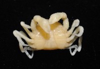 中華蚶豆蟹藏品圖，第7張