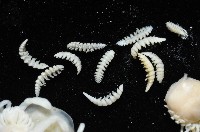 中華淺鰓虱藏品圖，第2張