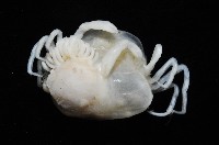 中華淺鰓虱藏品圖，第3張