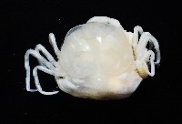 中華淺鰓虱藏品圖，第4張