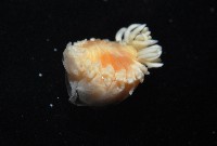 中華淺鰓虱藏品圖，第5張