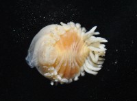 中華淺鰓虱藏品圖，第6張