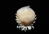 中華淺鰓虱藏品圖，第7張