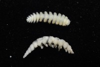 中華淺鰓虱藏品圖，第10張