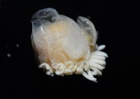 中華淺鰓虱藏品圖，第12張