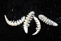 中華淺鰓虱藏品圖，第15張