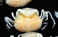 中華蚶豆蟹藏品圖，第2張