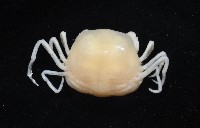 中華蚶豆蟹藏品圖，第7張