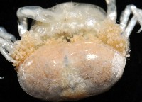 中華蚶豆蟹藏品圖，第9張