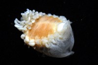 中華淺鰓虱藏品圖，第3張