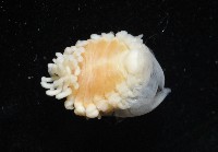 中華淺鰓虱藏品圖，第4張
