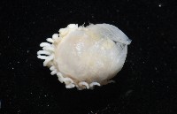 中華淺鰓虱藏品圖，第5張