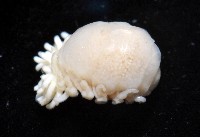 中華淺鰓虱藏品圖，第6張