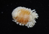 中華淺鰓虱藏品圖，第7張
