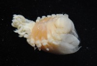 中華淺鰓虱藏品圖，第8張