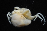 中華淺鰓虱藏品圖，第9張