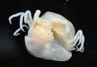 中華淺鰓虱藏品圖，第10張