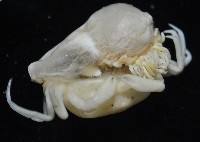 中華淺鰓虱藏品圖，第12張